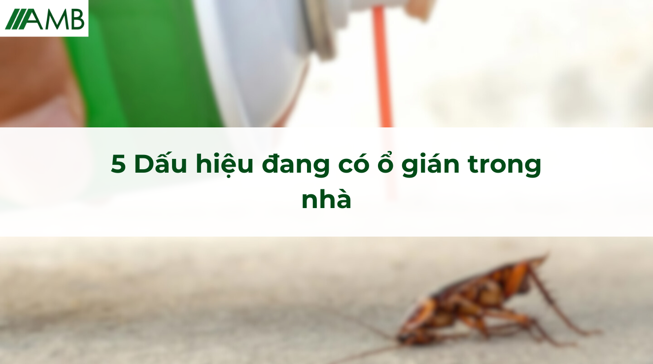 5 Dấu hiệu đang có ổ gián trong nhà