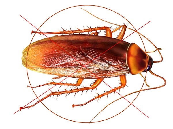 Diệt gián tận gốc