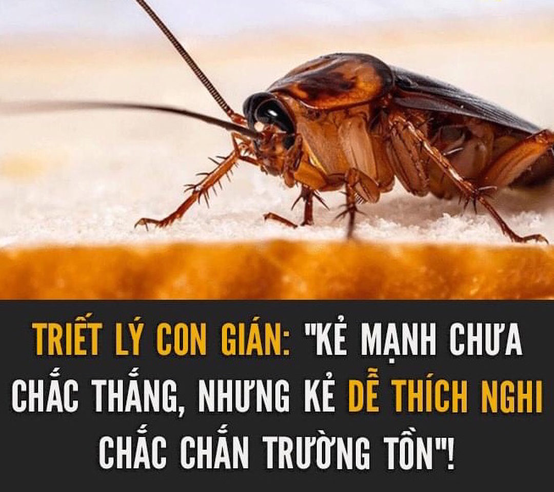 Gián có khả năng thích nghi với môi trường sống khắc nghiệt