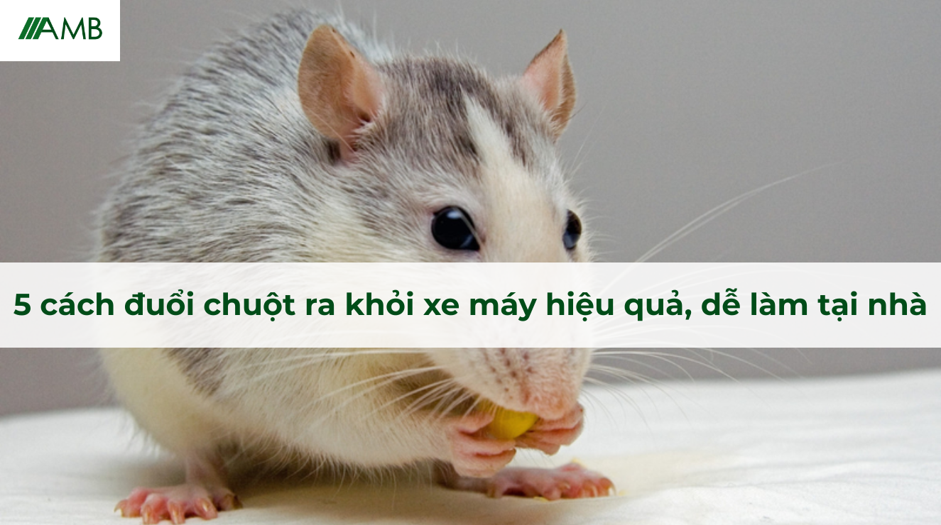 5 cách đuổi chuột ra khỏi xe máy hiệu quả, dễ làm tại nhà
